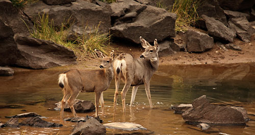 Deer photography = Sparks Lake, Oregon