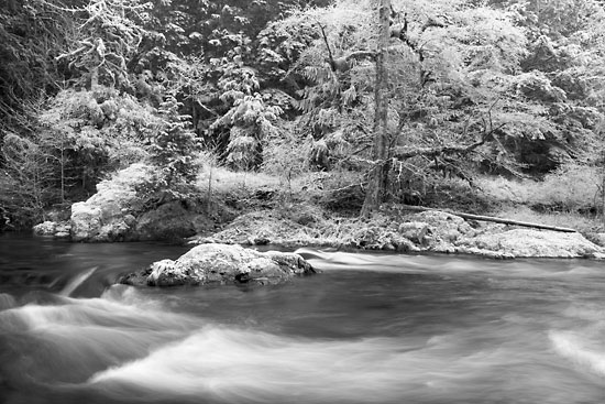 Salmon Creek, Frost, Willamette National Forest, Oregon Black and White Photograph
