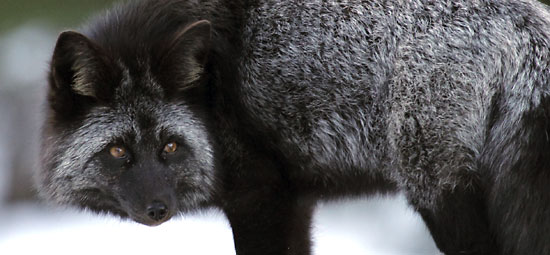 Cascade Montane Red Fox