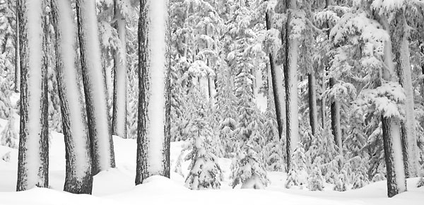  Panorama Panoramic Photograph Winter Forest Snow Scenic Photography Black and White Photograph Cascade Mountains Mt Bachelor Oregon