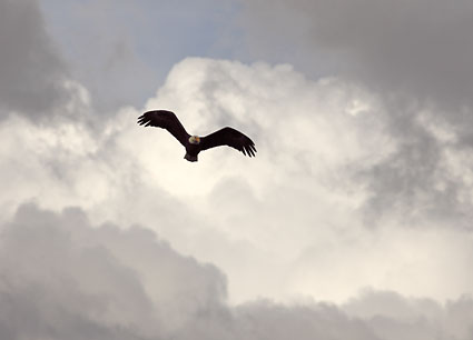 Bald eagle in flight with clouds and sky