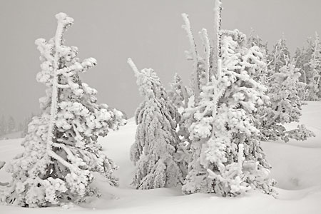 Snow Covered Winter Forest Cascade Mountains, Oregon. South Sister and Broken Top Black and White Photograph