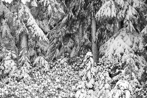 Snow Covered Forest Black And White Photograph Cascade Mountains Oregon