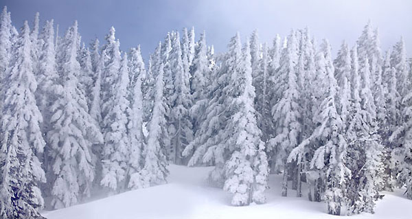 Winter Forest, Douglas Fir, Cascade Mountains Oregon Snowy Trees Photograph Photography Panorama Panoramic Photograph