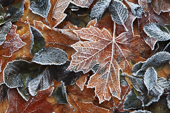 Frost on Leaves Big Leaf Maple