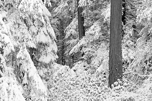 Snow Covered Forest, Oregon
