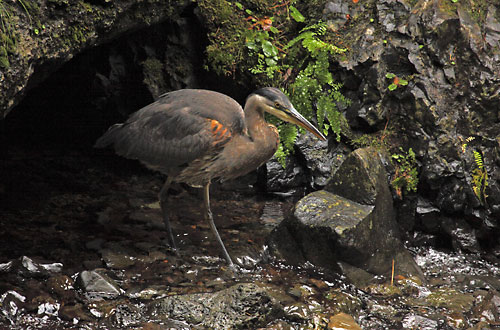 Heron Photographer David Whitten Wildlife