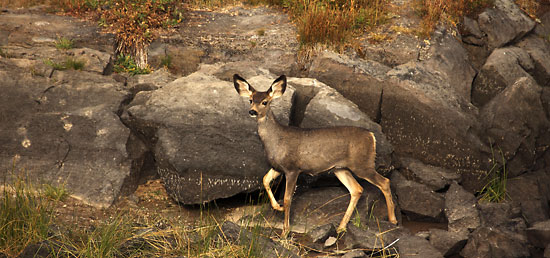 Mule Deer Photographer David Whitten