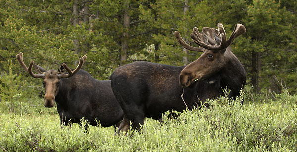 Two Bull Moose photo, Uinta Mountains, Utah Photographer David Whitten