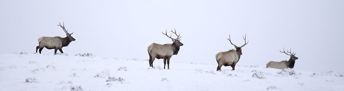 Panoramic Photograph - Rocky Mountain Elk photo Photographer David Whitten