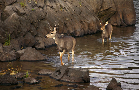 Mule Deer photo, Cascade Lakes, Oregon photographer David Whitten