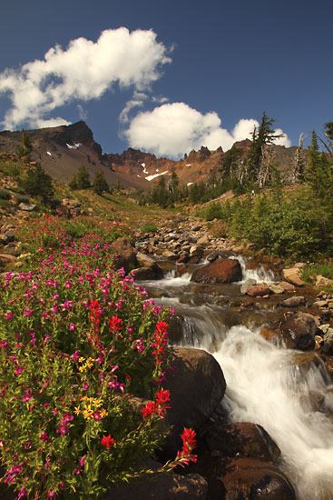 Indian Paintbrush along Crater Creek. Broken Top Mountain, Cascade Mountains, Oregon photographer David Whitten Photography