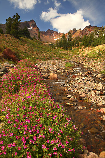 bank of Monkeyflowers along Crater Creek. Broken Top Mountain, Cascade Mountains, Oregon photographer David Whitten Photography