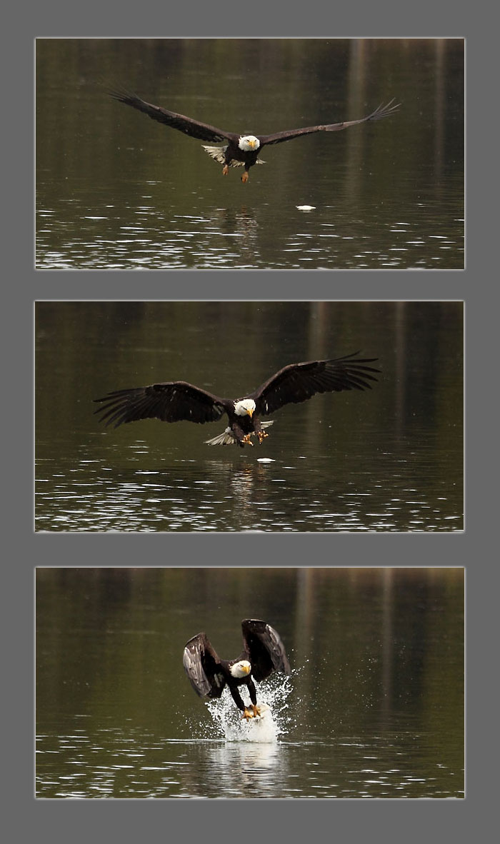 Bald Eagle catching fish photographer David Whitten