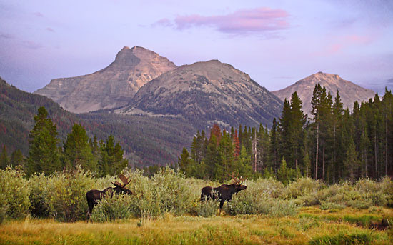 Bull Moose Uinta Mountains Utah Wildlife Photgrapher David Whitten Photography