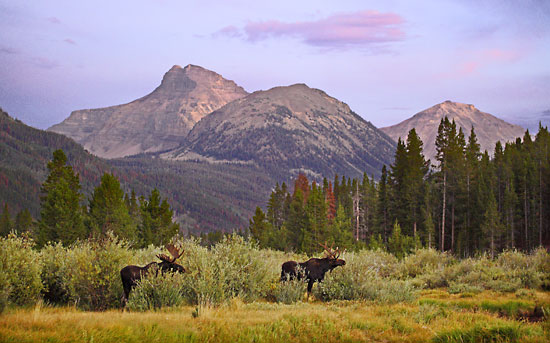 Bull Moose Uinta Mountains Utah Wildlife Photgrapher David Whitten Photography High Uintas Wilderness