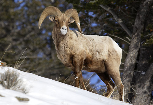 Bighorn Sheep Ram Gros Ventre Mountains Wyoming Wildlife Photographer David Whitten