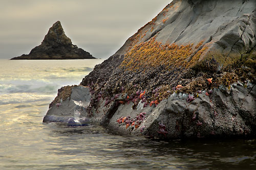 Low Tide, seastacks, sea stars, anemones, mussels and lots more,  Oregon coast - Photographer David Whitten