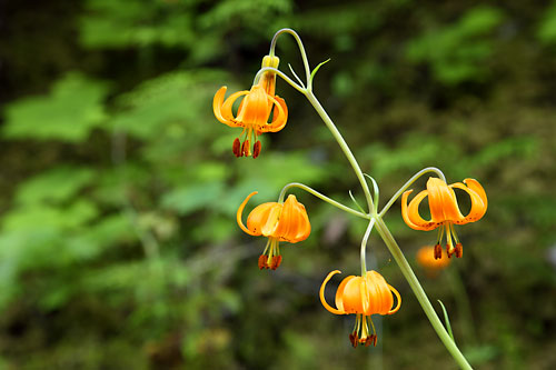 Tiger Lily Lilium columbianum Columbia lily