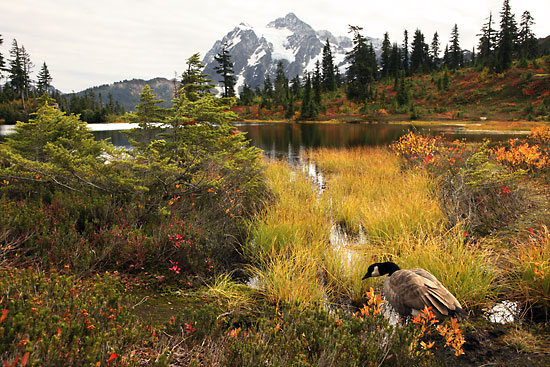 Canada Goose, Mt. Shuksan, North Cascades National Park, Washington photographer David Whitten Photography