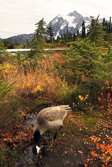 Canada Goose, Mt. Shuksan, North Cascades National Park, Washington photographer David Whitten Photography