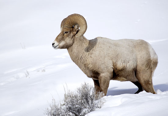 Bighorn Sheep in snow photo, Gros Ventre Mountains, Teton National Forest, Wyoming photograph, photographer David Whitten Photography