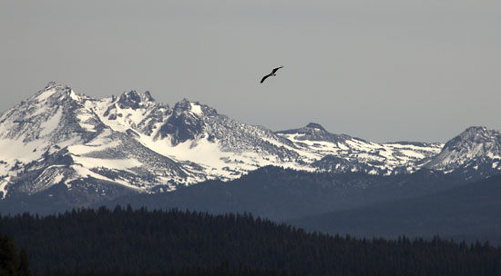 Osprey in Flight photo, Cascade Mountains, Oregon photograph Volcano, photographer David Whitten Photography