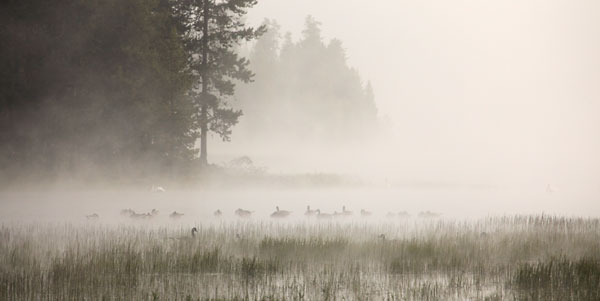 Foggy Scene, Geese and Pelicans at Crane Prairie Lake, Oregon photograph, photographer David Whitten Photography