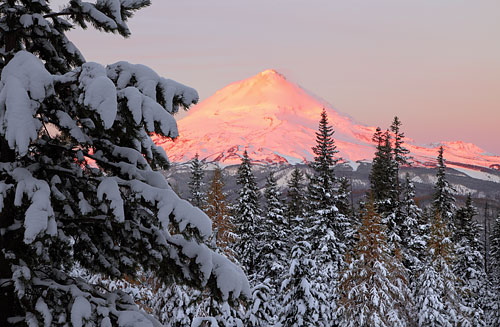 Mt. Hood photography, Larch Trees with snow, Mt. Hood, Oregon