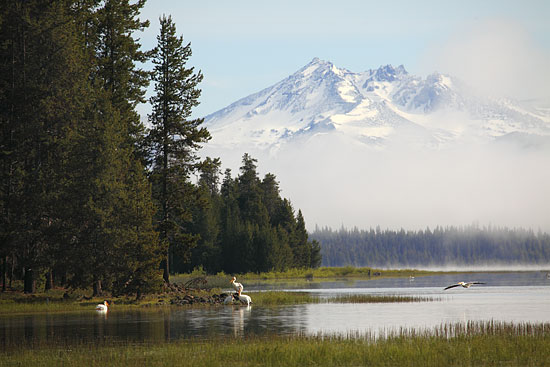 Pelicans, Cascade Lakes, Broken Top Mountain, Cascade Mountains, Wilderness Photography, by Oregon Cascades Photographer David Whitten