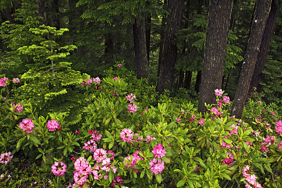 Photograph, Rhododendrons and Douglas Fir, Fine Art Photography, Oregon
