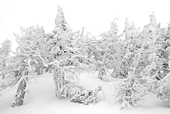Krummholtz Photograph Winter Forest near treeline by David Whitten Photography