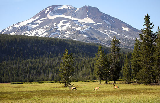 Mule Deer in Meadow below South Sister at Sparks Lake -  David Whitten Photography