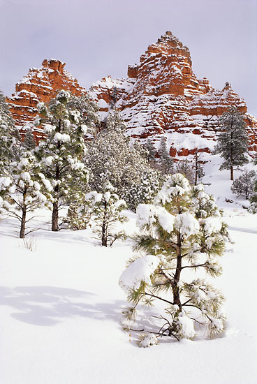Secret Canyon Dixie National Forest, Utah photographer David Whitten