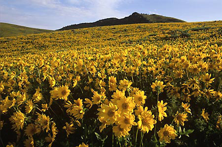 Balsamroot Caribou National Forest Idaho Wildflower photography