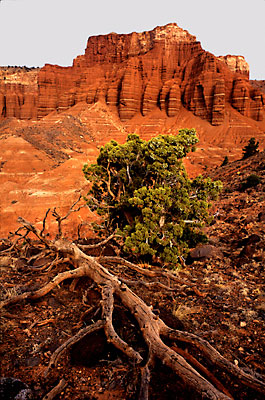 Capitol Reef National Park photograph, Utah