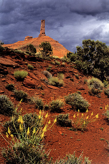 Castle Rock and wildflowers photo near Moab, Utah photography