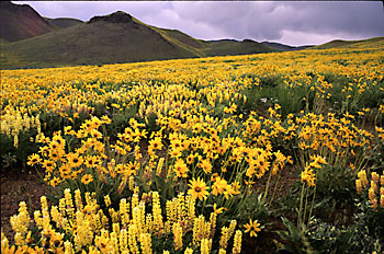 Lupine and Balsamroot - Wildflowers photography Pioneer Mountains Idaho