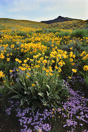 Wildflowers photography Balsamroot and Phlox Caribou National Forest Idaho