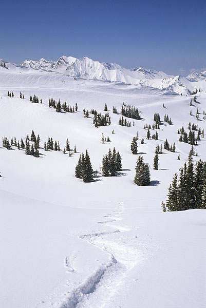 Ski Tracks, Skiing Powder at Alta Utah - Wasatch Range