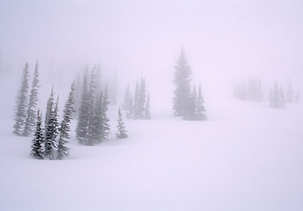 Winter Forest, Wasatch Mountains, Utah photographer David Whitten Photo