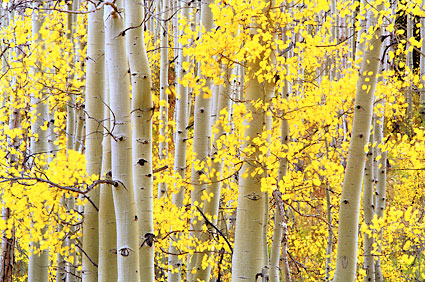 Golden Autumn Aspen Trees Wasatch Mountains Utah Fall Foliage