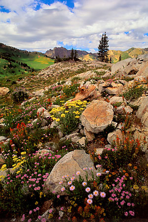 Wildflowers Albion Basin Alta Wasatch Mountains Utah photography