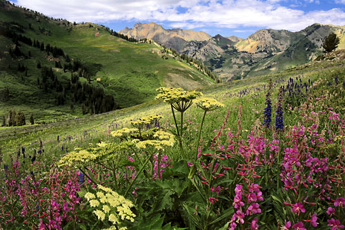 Wildflowers Alta Albion Basin  Wasatch Mountains Utah photography