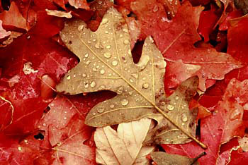 Fall Oak and Maple Leaves Zion National Park Utah Autumn Foliage