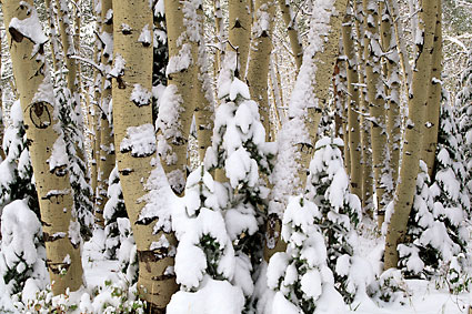 David Whitten Photo Winter Aspen Trees, Wasatch Mountains, Utah