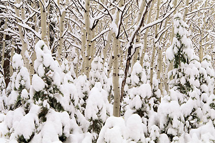Winter Aspen Trees, Wasatch Mountains, Utah David Whitten Photo