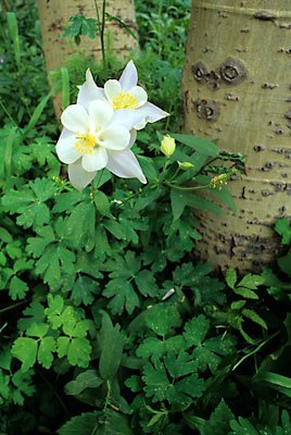 Aspen Trees Colorado Columbine