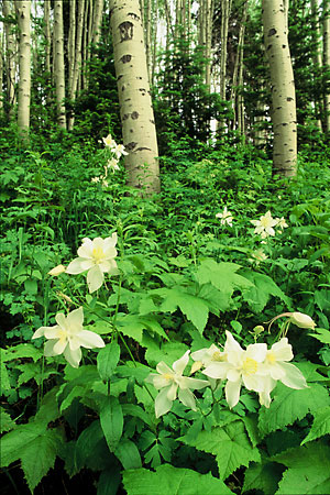 Wildflowers Columbine and Aspen Trees Wasatch Mountains Utah photography