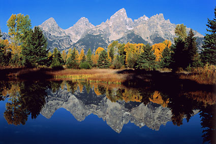 Autumn Cottonwoods Grand Teton National Park photography Wyoming